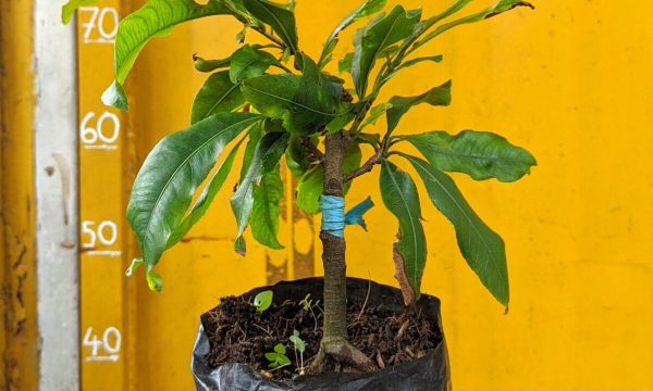 Những điều bạn cần biết về cây kim thanh mai bonsai