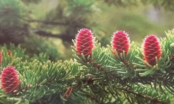 Cây thông đỏ – Vẻ đẹp thiên nhiên và công dụng hữu ích