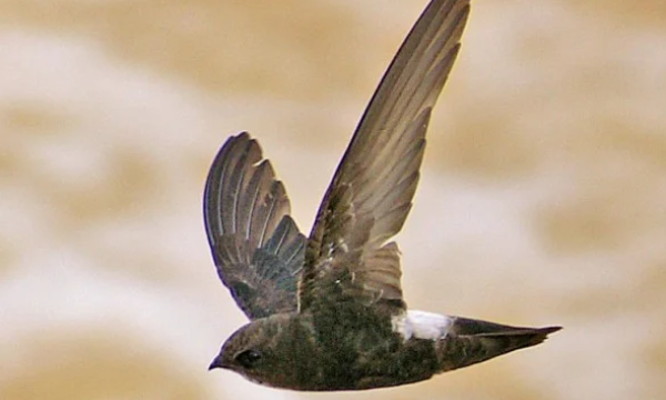 Chim yến và chim én – Những điều thú vị để phân biệt hai loài chim này