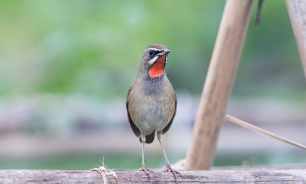 Chim Oanh cổ đỏ – Loài chim đẹp và siêng hót