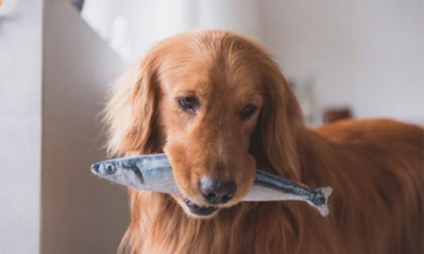 Cách chăm sóc chó: Có nên cho chó ăn cá?