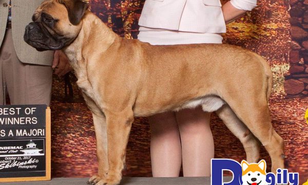 Chó Ngao Bò Anh – Đặc điểm, cách nuôi và giá bán
