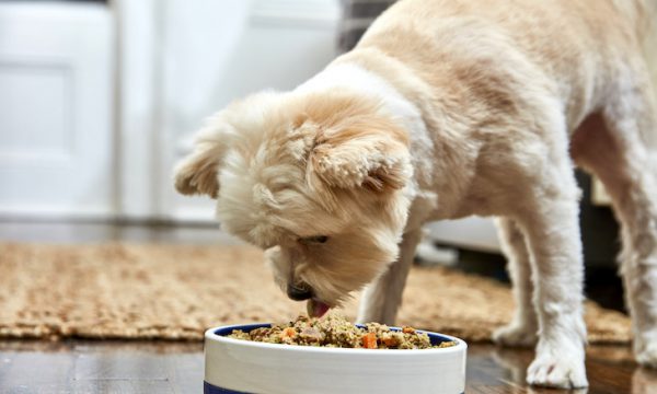 Độc đáo của việc trải nghiệm hương vị thức ăn cho chó