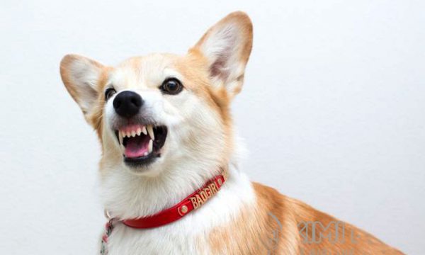 Chó sợ mùi gì nhất & Top #7 loại tinh dầu không dùng cho cún cưng