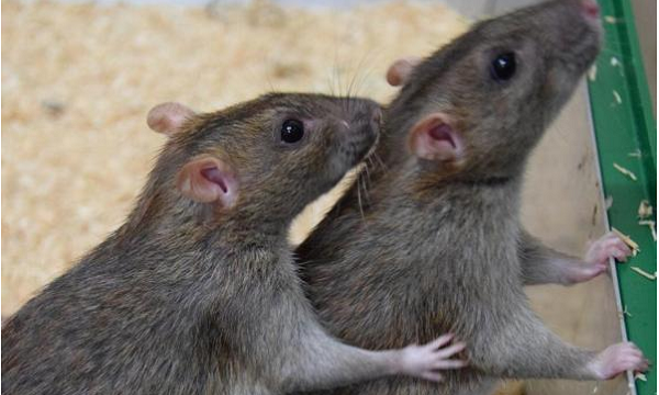 Loài chuột thích ăn gì nhất? Cách làm mồi bẫy chuột
