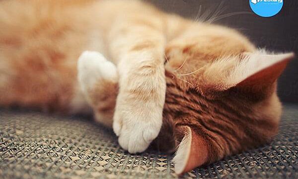 【bật mí】 - loài mèo sợ gì và mèo sợ mùi gì nhất?
