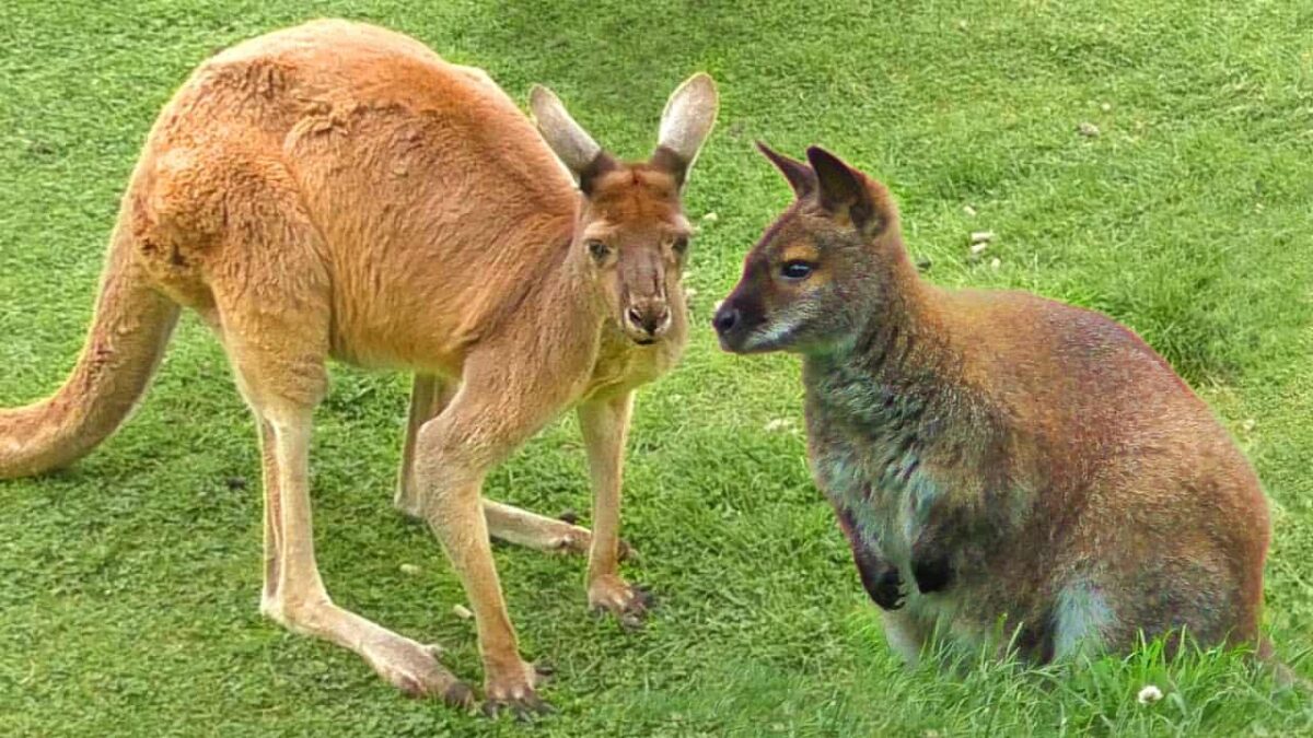 Chuột túi Kangaroo và Wallaby