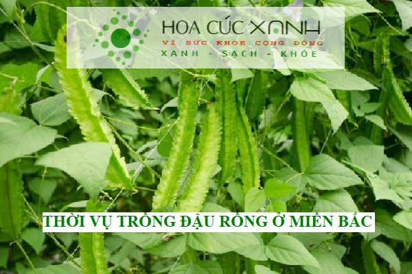 Thời vụ trồng đậu rồng ở miền bắc