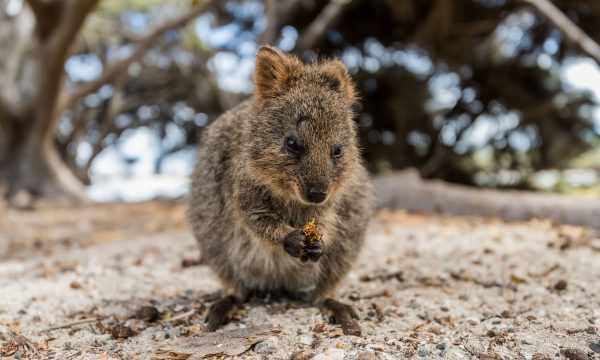 Top 10 loài động vật bạn chỉ thấy khi du lịch Úc - Fantasea Travel