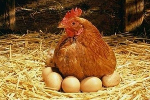 Cách gà giao phối: Quá trình gà trống thụ tinh với gà mái