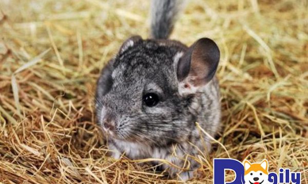 Sóc chuột Chinchilla – Thú cưng đáng yêu và uy tín