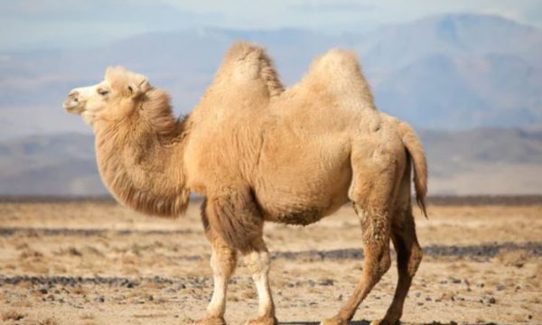 Lông lạc đà Alpaca – Vẻ đẹp đắt đỏ