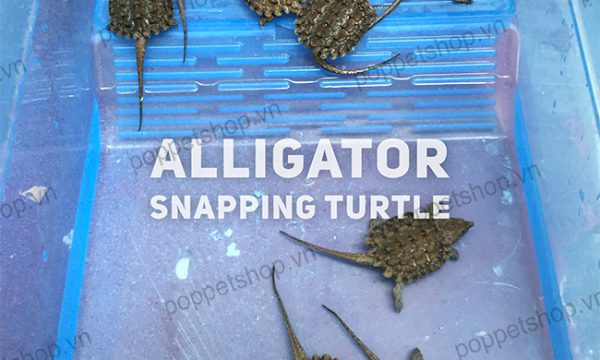 Rùa Cá Sấu Alligator Mai Đen: Sự Kết Hợp Hoàn Hảo Của Vẻ Đẹp Và Sức Mạnh