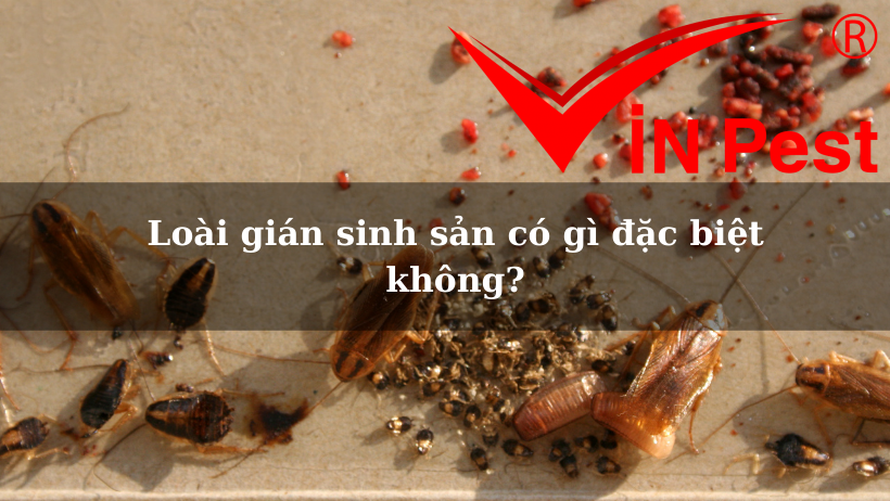 Loài gián sinh sản có gì đặc biệt không?