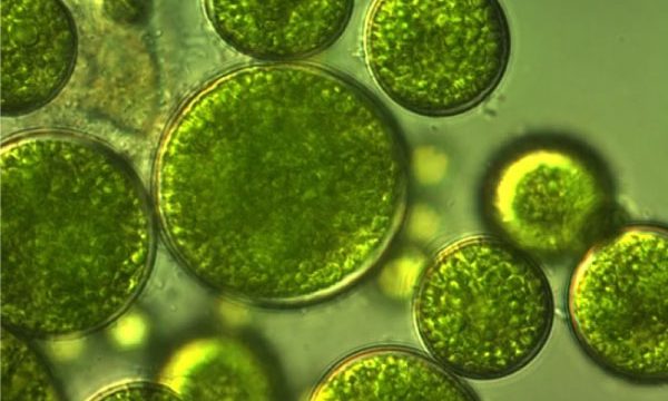 Tảo nở hoa là gì?  Cập nhật thông tin mới nhất về tảo nở hoa