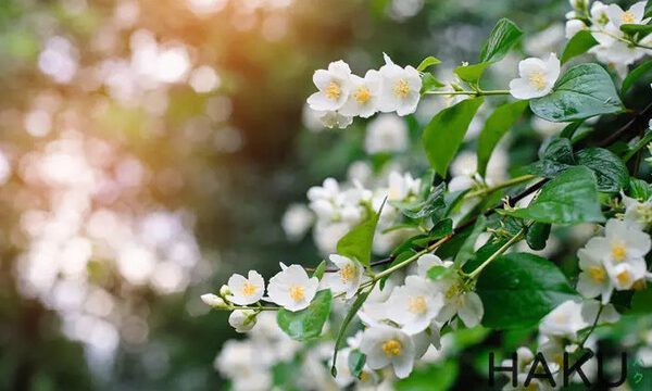 Ý nghĩa của hoa nhài – Loài hoa của sự may mắn, tinh khiết