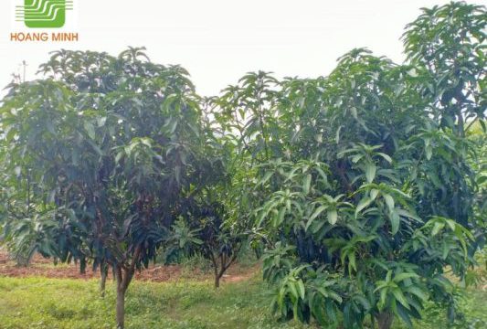 Xử lý xoài ra hoa nuôi trái tập trung: Bí quyết thành công từ Nông nghiệp Hoàng Minh