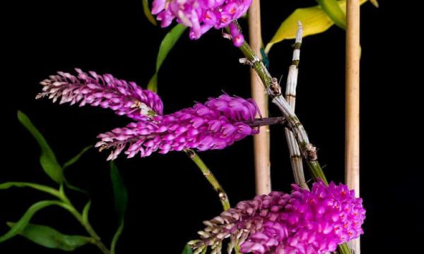 Lan báo hỷ – Tìm hiểu về loài hoa độc đáo này và cách trồng và chăm sóc