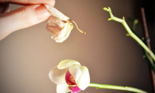 Lan Hồ Điệp: Làm thế nào để khắc phục khi hoa bị héo hoa?