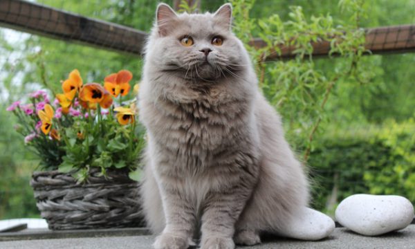 Mèo Anh lông dài – Sự quý tộc trong thế giới thú cưng