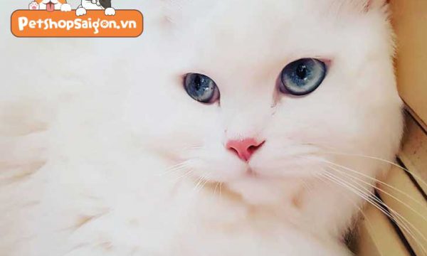 Mèo lông trắng mắt xanh: Bí mật về mèo đáng yêu này