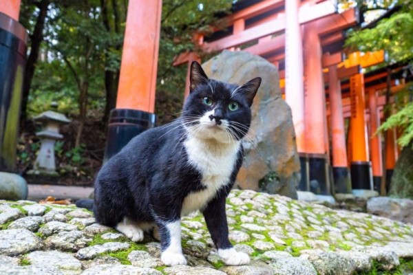 cat-in-the-japanese-arches-in-kyoto-fushimi-inari-đền