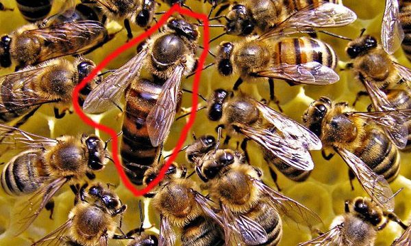 Vai trò đặc biệt của ong chúa, ong thợ và ong đực trong tổ ong mật