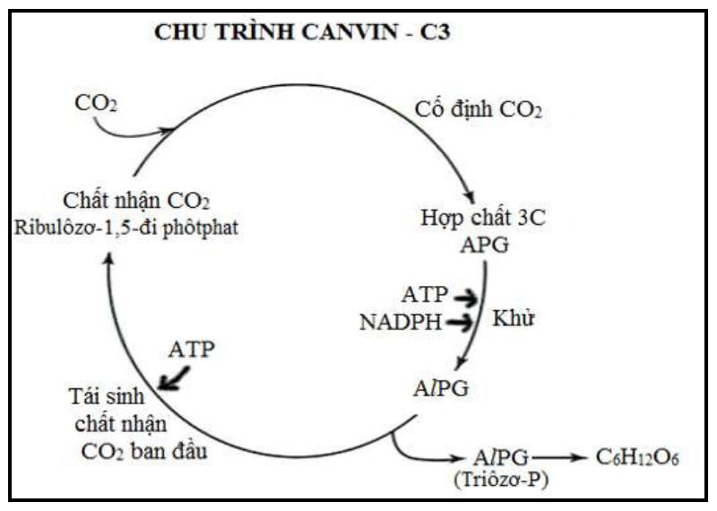 Khái niệm chu trình Canvin