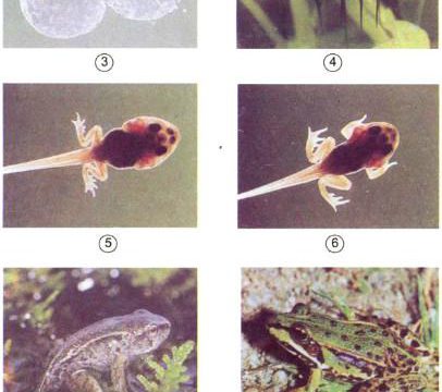 Khoa học 5 bài 57: Sự sinh sản của ếch