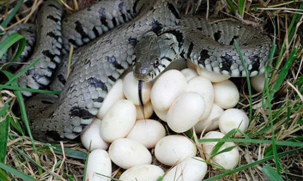Trứng rắn luộc – Món ăn kỳ lạ nhưng thơm ngon đến ngỡ ngàng