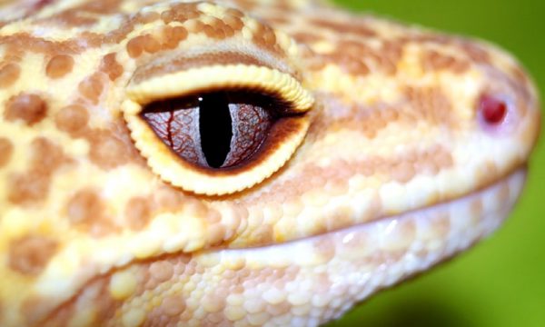 Thằn Lằn Da Báo Leopard Gecko – Một Vẻ Đẹp Khó Cưỡng