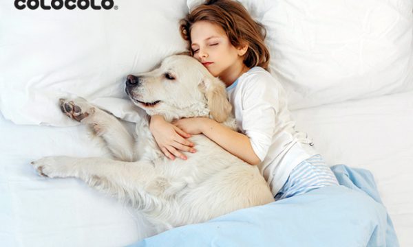 Tại sao chó thích ngủ với người? Có nên để chó ngủ chung giường?