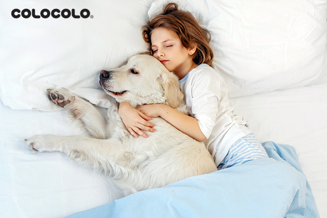 Tại sao chó thích ngủ với người