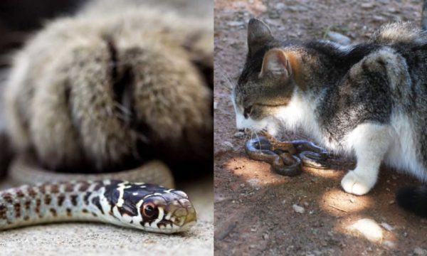 Vì sao rắn lại sợ mèo?