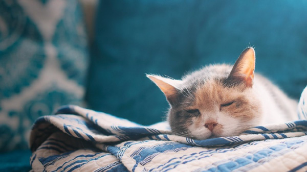 Tại sao mèo thích ngủ cùng người? Có nên chia giường với mèo?