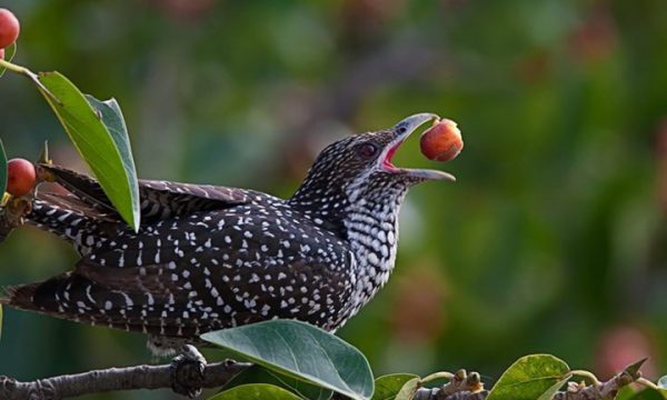 Chim tu hú – Loài chim “lưu manh” nhất trong tự nhiên