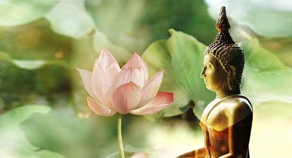Những Bài Thơ Tuyệt Vời Về Hoa Sen Dâng Phật – Gợi Mở Tâm Hồn Thư Thái