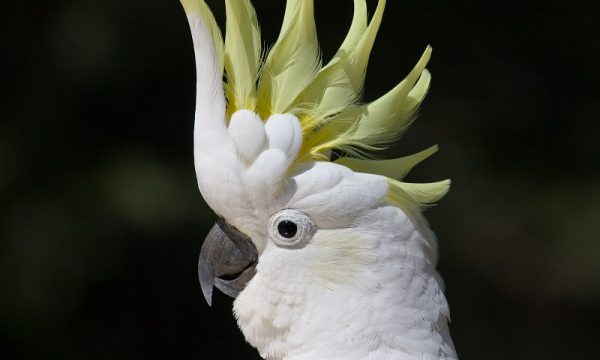 Vẹt Cockatoo: Biết thêm về giống chim thông minh này