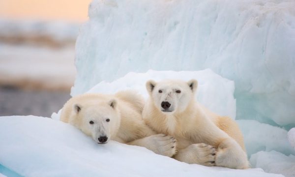 Bài dịch Ielts Reading: Why we need to protect polar bears