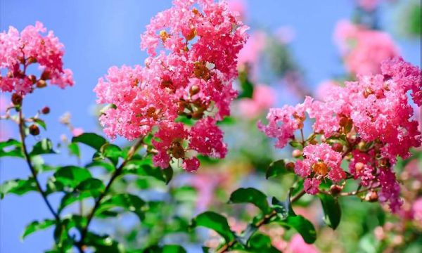 Ý nghĩa hoa tường vi và cách chăm sóc cho cây nở hoa đẹp