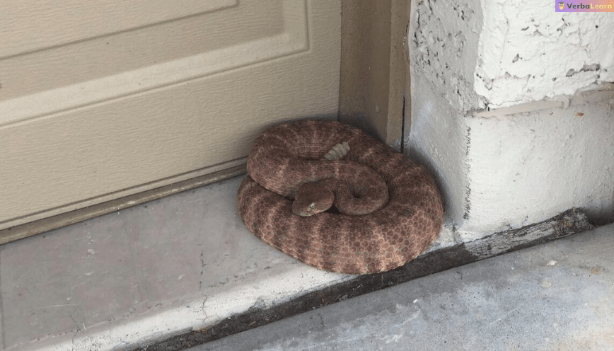 Hình ảnh minh họa con rắn bò vào nhà