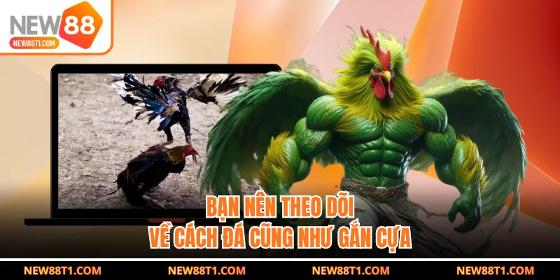 Bạn nên theo dõi về cách đá cũng như gắn cựa