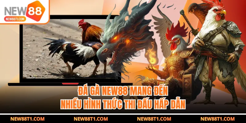 Đá gà NEW88 mang đến nhiều hình thức thi đấu hấp dẫn